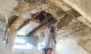 Mold Documentation for Insurance Claims in Waterville, OH